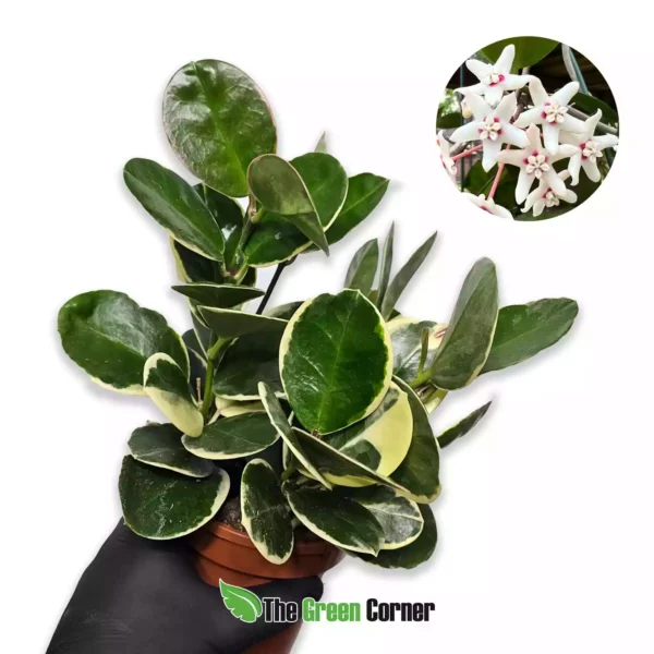 Hoya australis