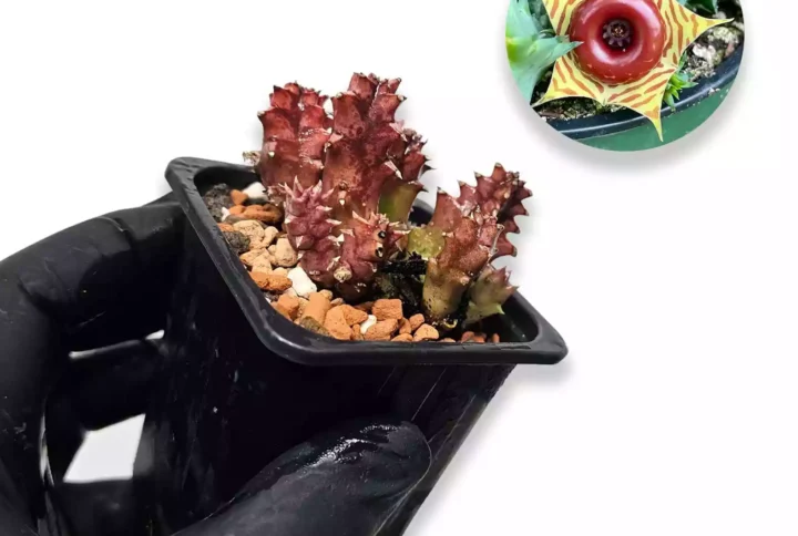 huernia-zebrina