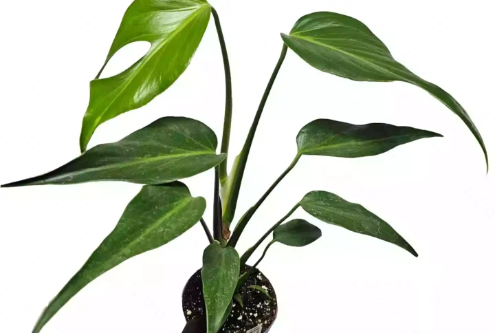 Monstera ‘Burle Marx Flame’