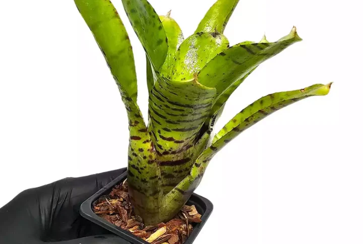 neoregelia-pickles-lateral