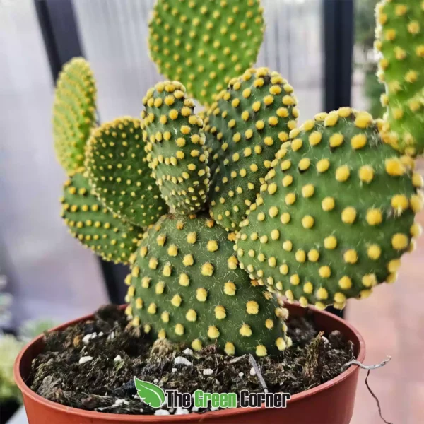 opuntia amarilla