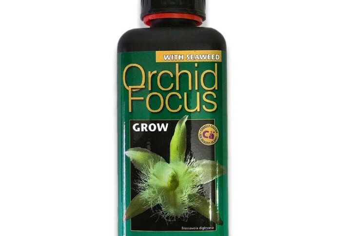 orchidfocus-crecimiento