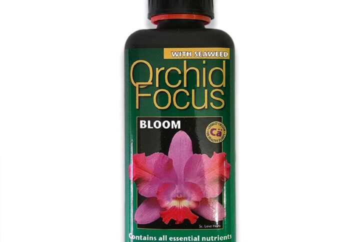 orchidfocus-floracion