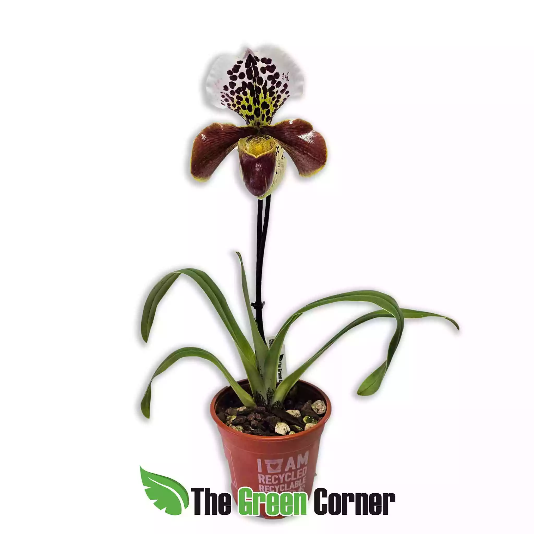 paphiopedilum-USA-hybrid