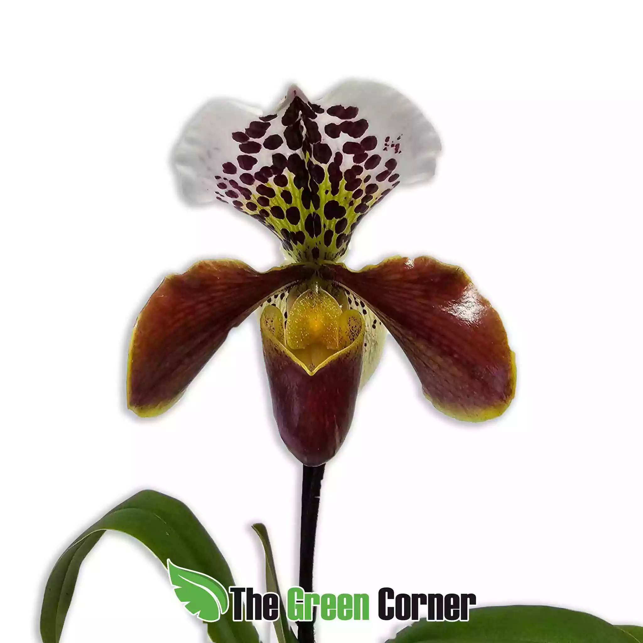 paphiopedilum-Usa-hybrid-flor