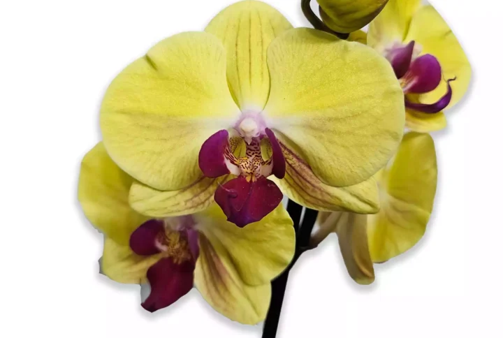 phalaenopsis-amarilla-labelo-rojo-1