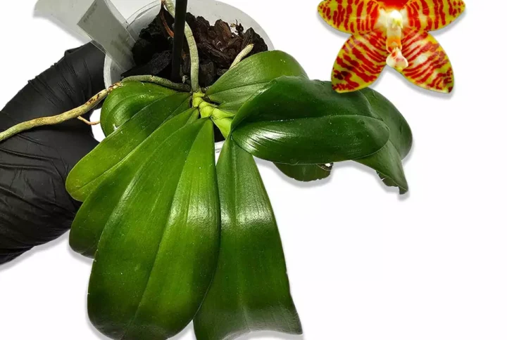 phalaenopsis-amboinensis