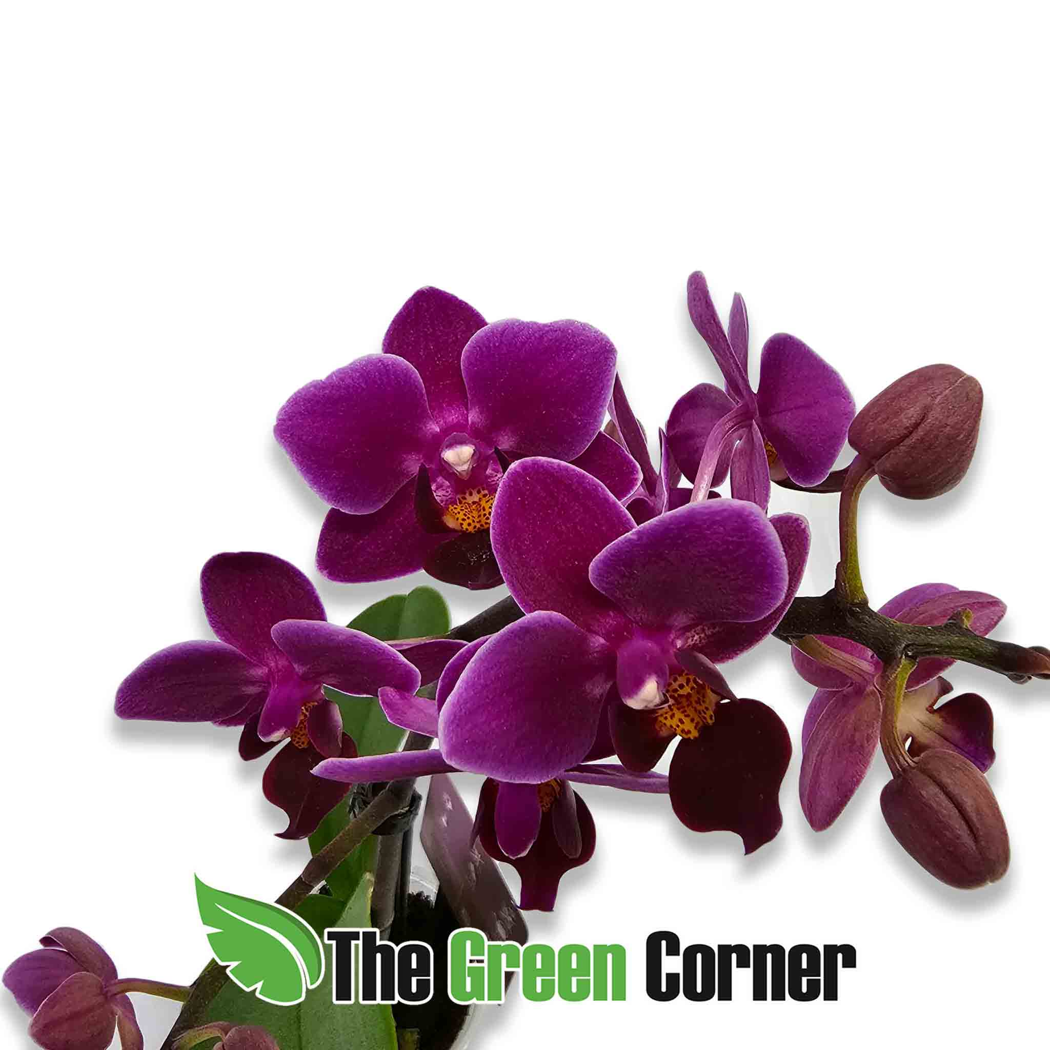 phalaenopsis-fucsia-detalle