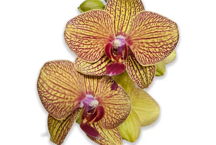 phalaenopsis-hibrida-amarilla-estriada