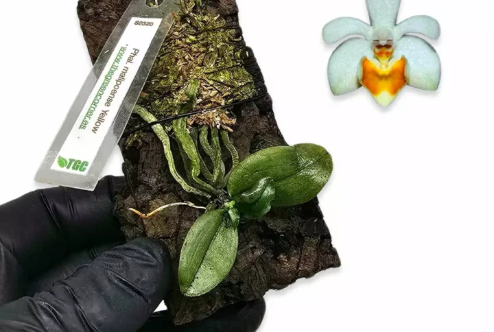 phalaenopsis-malipoense-yellow