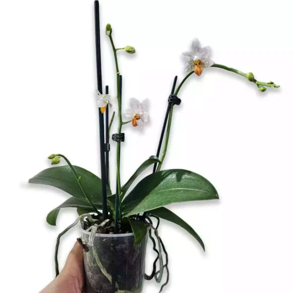 phalaenopsis-mini-markt