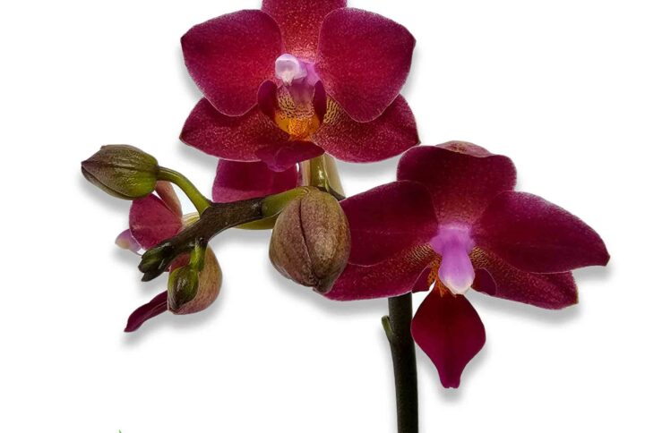 phalaenopsis-roja