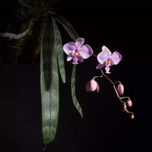 phalaenopsis-schilleriana-general