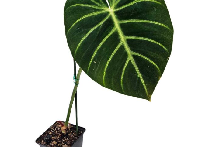 philodendron-luxurians
