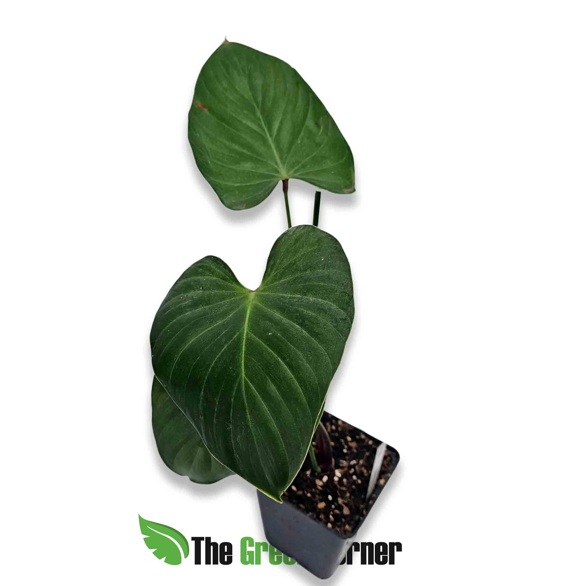 philodendron-lynamii