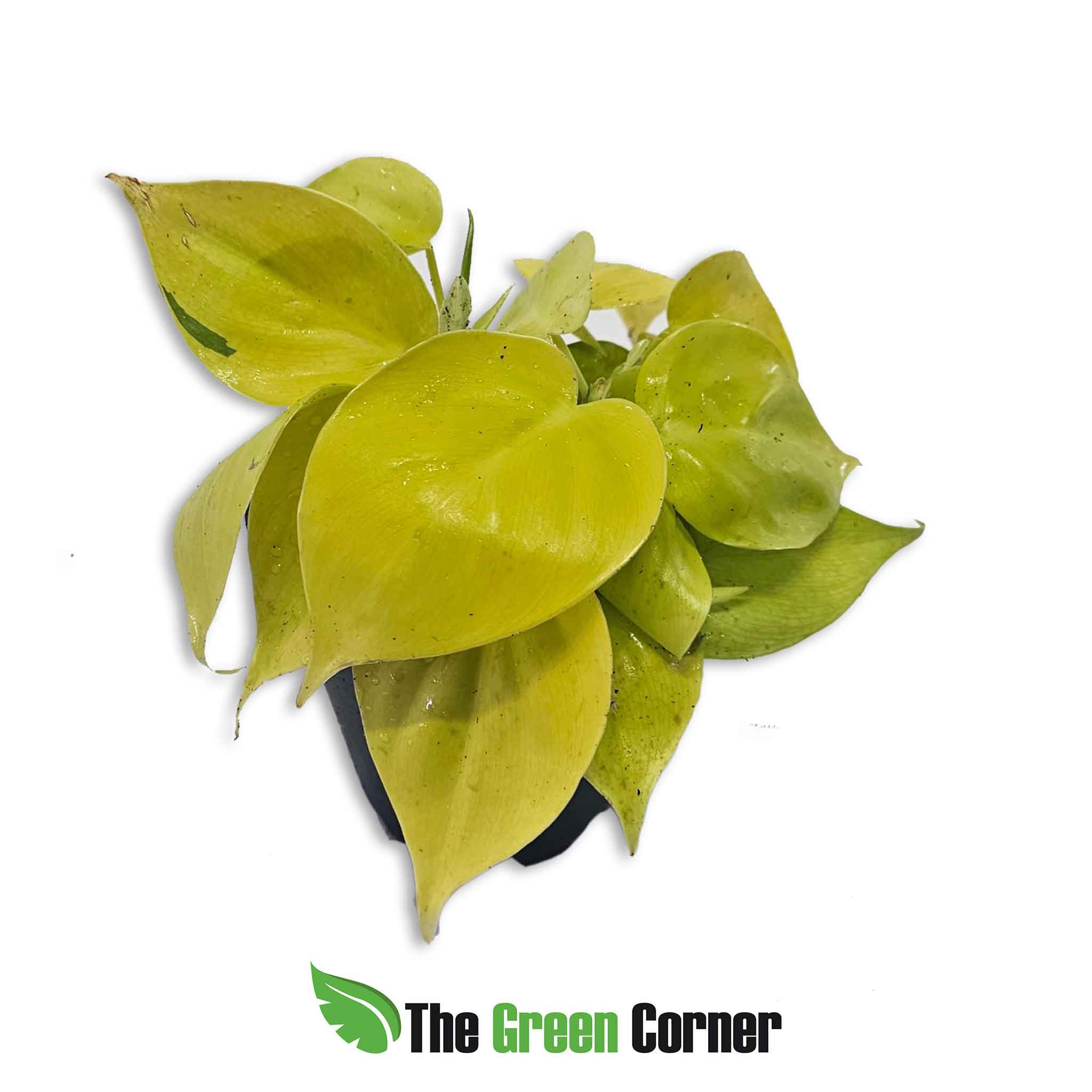 philodendron-micans-lime