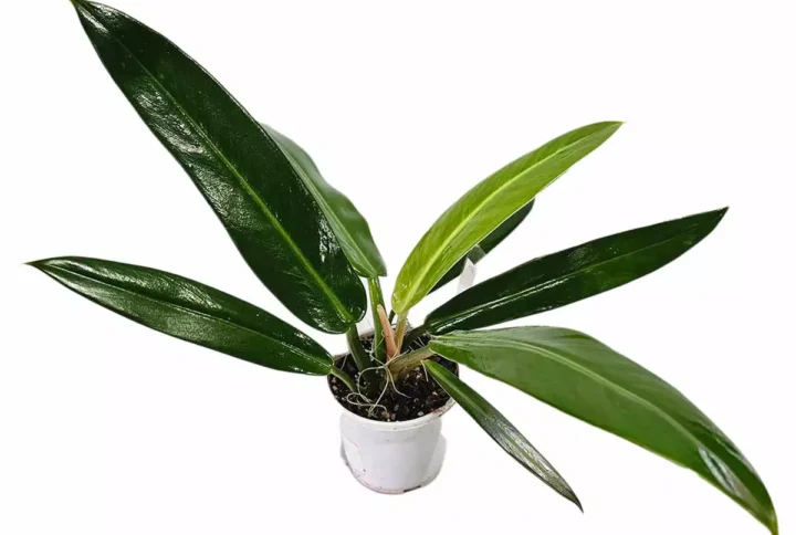 philodendron-ruizii