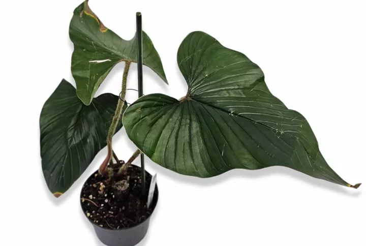 philodendron-serpens