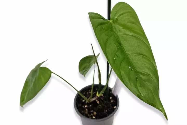 philodendron-sharoniae