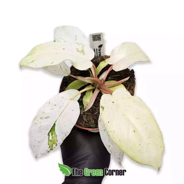 Philodendron ‘Snowdrift’