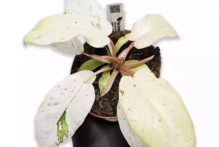 Philodendron ‘Snowdrift’