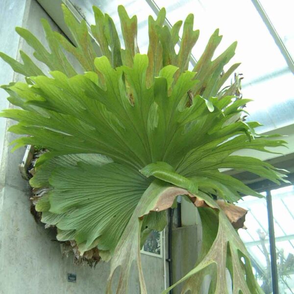 Una maravillosa planta con crecimiento epifito