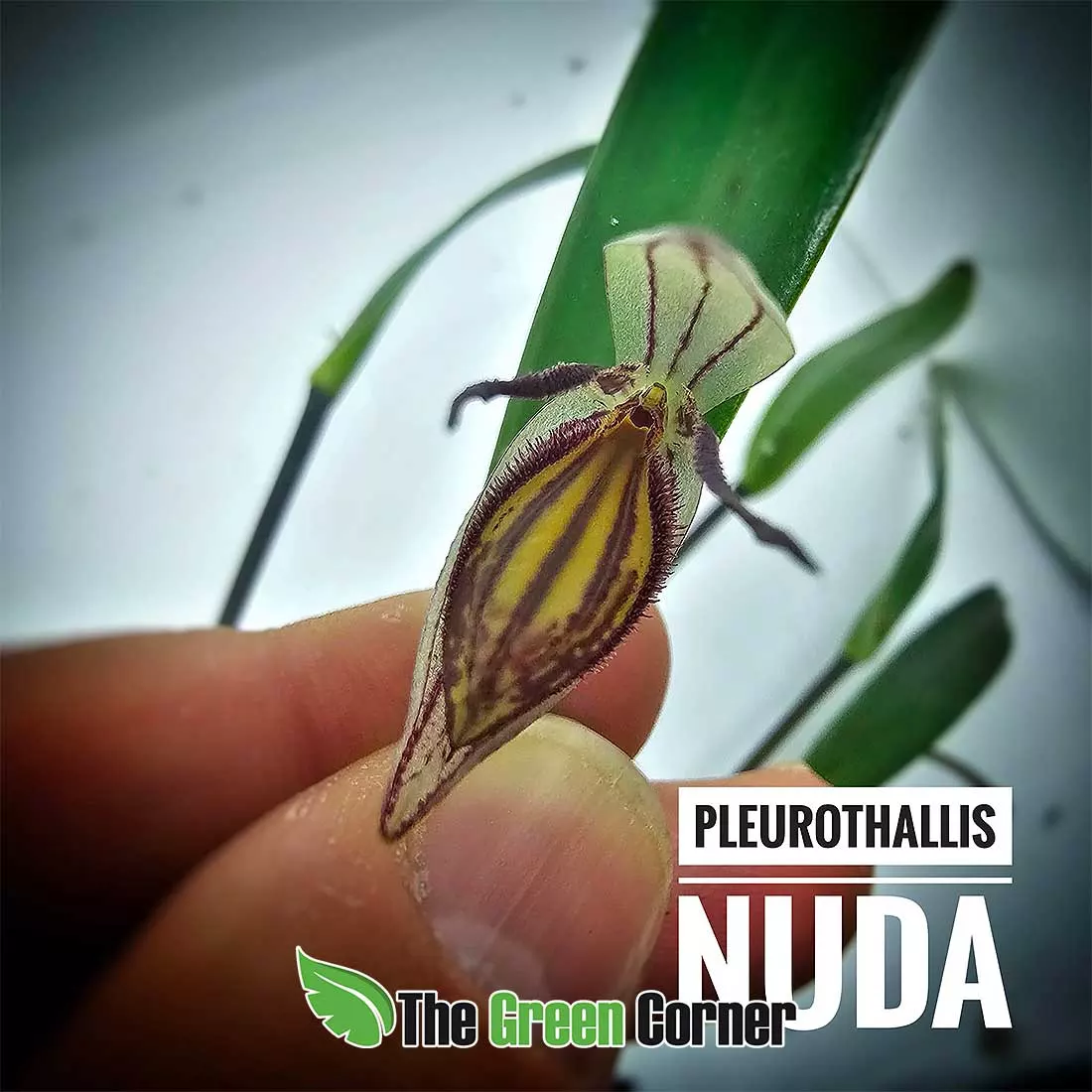 pleurothallis-nuda-flor