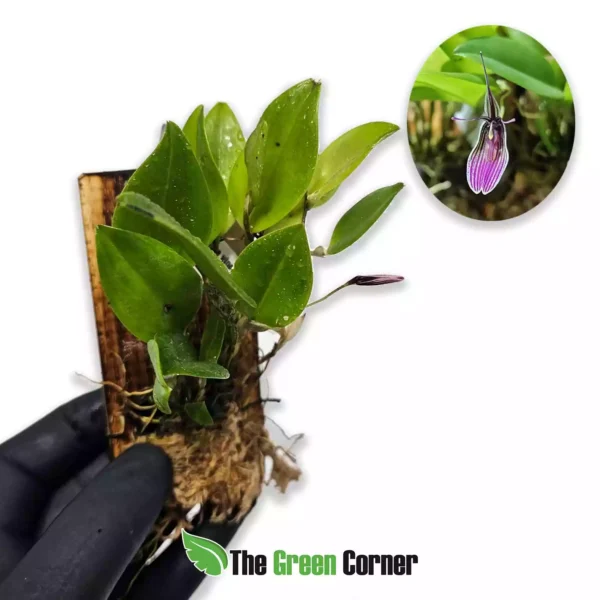 Restrepia purpurea Vino Tinto