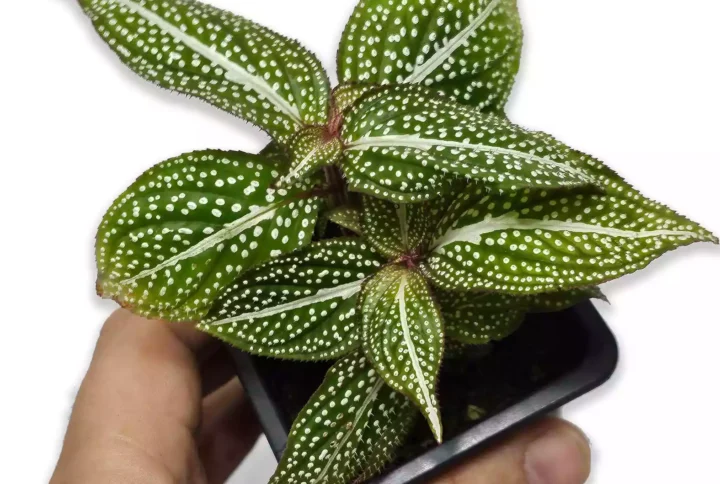 Sonerila green spotted