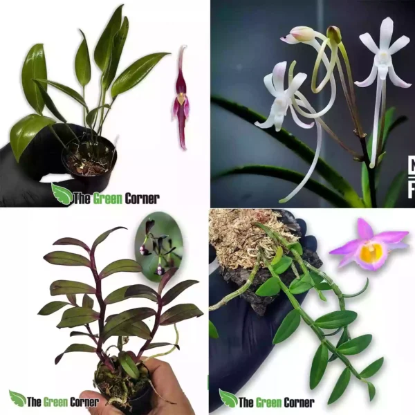 start-orquideas