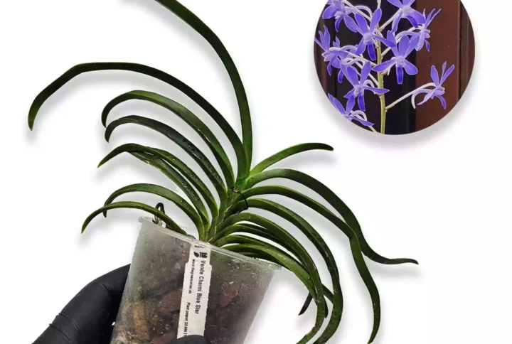 vanda-charm-blue-star