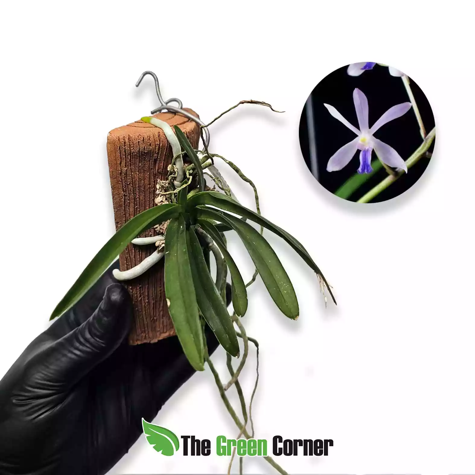 vanda-falcata-x-vanda-coerulea-dark