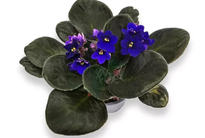 violeta-africana-dark-blue