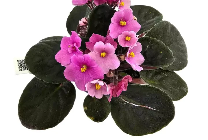 violeta-africana-pink