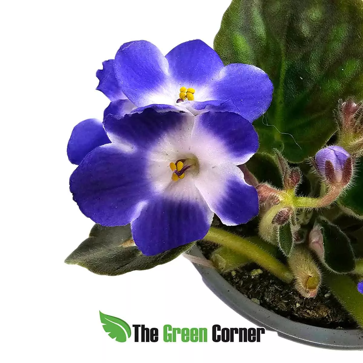violeta-africana-white-blue-flor